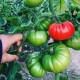 AZ Yıldızköy F1 Domates Tohumu