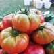 AZ Yıldızköy F1 Domates Tohumu