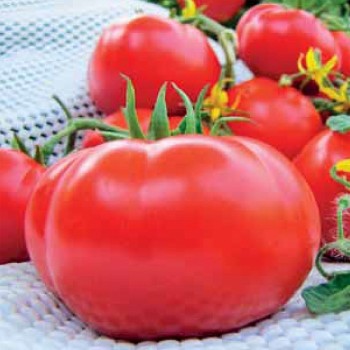 Zerafet F1 Oturak Domates Fidesi