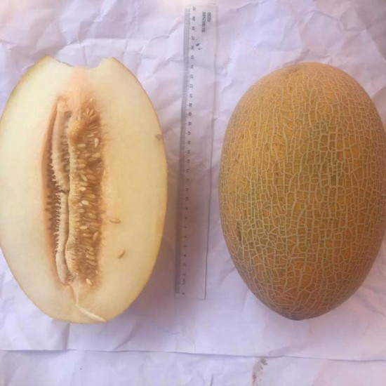 A-Z 90 F1 Ananas Tipi Kavun Fidesi