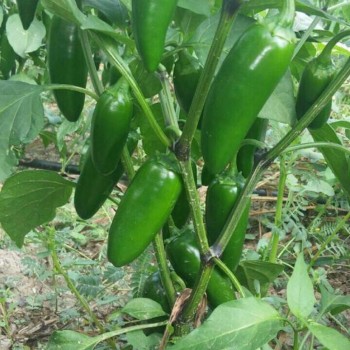 A-Z 26 Jalepon Tipi Biber Fidesi