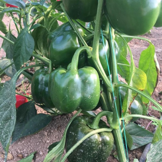 A-Z 35 California Tipi Biber Fidesi