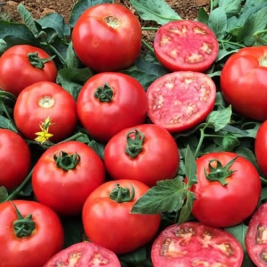 AZ 16 Oturak Tarla Domates Fidesi