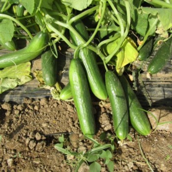 A-Z 55 F1 Oturak Tarla Hıyar Fidesi