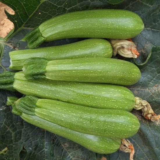 A-Z 1010Şahika F1 Yeşil Kabak Fidesi