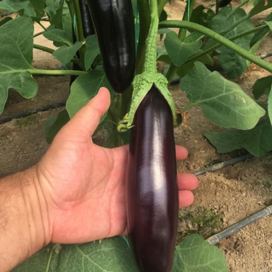 A-Z 61 Şehzade F1 Uzun Patlıcan Fidesi