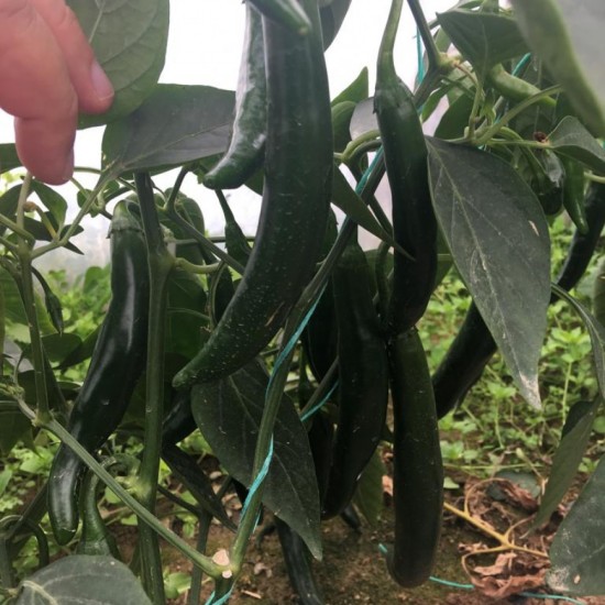 A-Z 27 F1 Şili Biber Fidesi