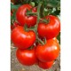 A-Z 54 Sırık Tane Domates Fidesi