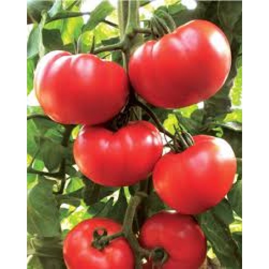 Songül F1 Pembe Domates Fidesi