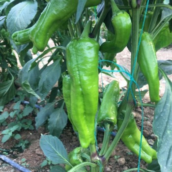 AZ-33 Tatlı Üç Burun Biber Fidesi