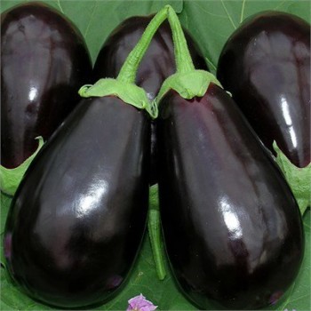 TP - 19 84 F1 TOPAN PATLICAN