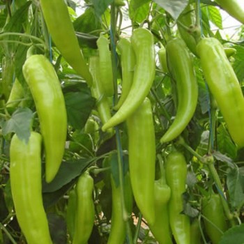 Yağız F1 Çarliston Biber Fİdesi