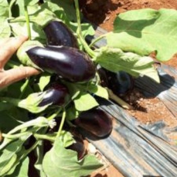 A-Z 60 F1 Yarı Topan Patlıcan Fidesi