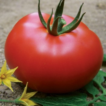 Benal Oturak Domates Tohumu