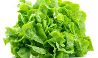 Marul Yetiştiriciliği