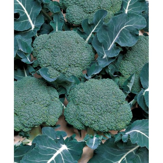 Lucky F1 Brokoli Fidesi