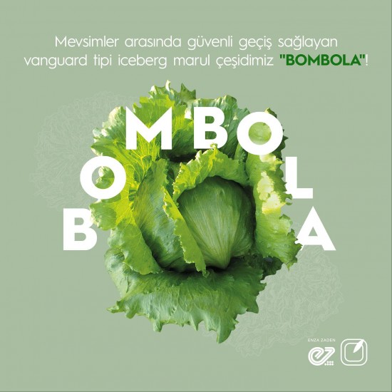 Bombola Iceberg Marul Fidesi – Kışa Dayanıklı Marul Çeşidi