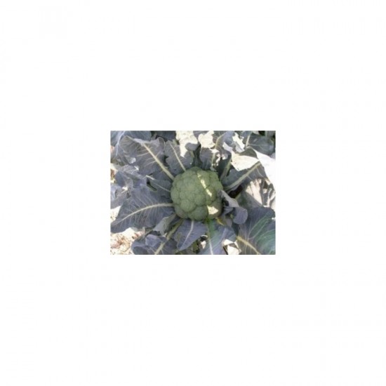 Parthenon F1 Brokoli Fidesi