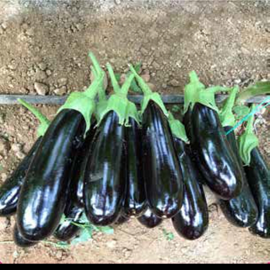 Nezir F1  Patlıcan Fidesi