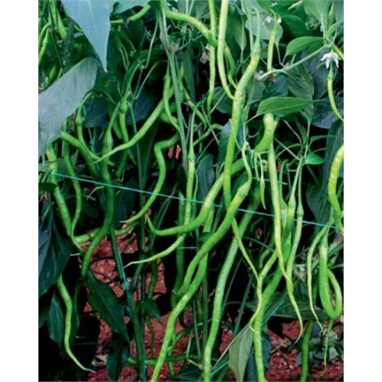 Uslu F1 Tatlı Kıl Sivri Biber Fidesi