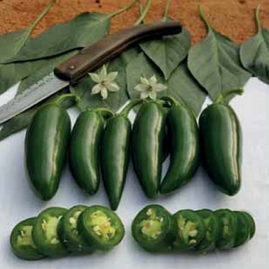 Aktif F1 Jalapeno Biber Fidesi