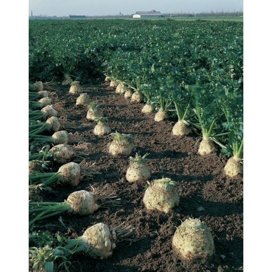 Albedo F1 Kereviz Fidesi