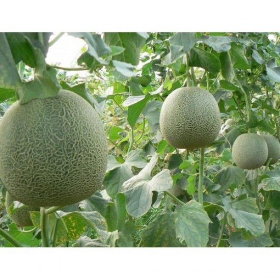 Ballıca F1 Kavun Fidesi