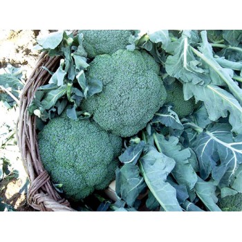 Barokka F1 Brokoli Fidesi