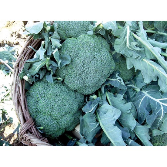 Barokka F1 Brokoli Fidesi