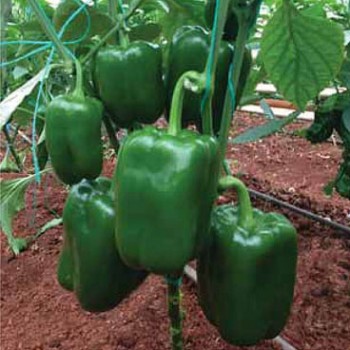 Damlacık F1 California Tipi Dolma Biber Fidesi