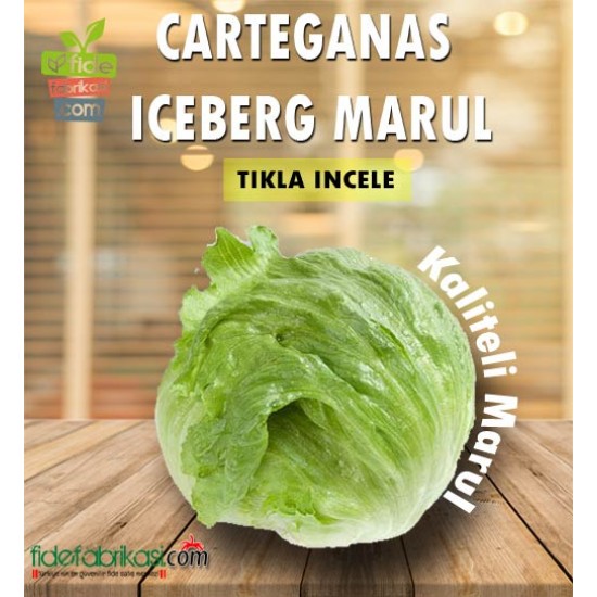 CARTAGENAS RZ (45-82) – Iceberg Marul Fidesi