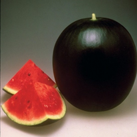 Pata Negra F1 Siyah Karpuz Fidesi