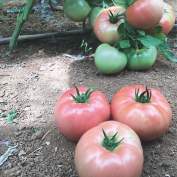  Pembe Sultan F1 Domates Fidesi