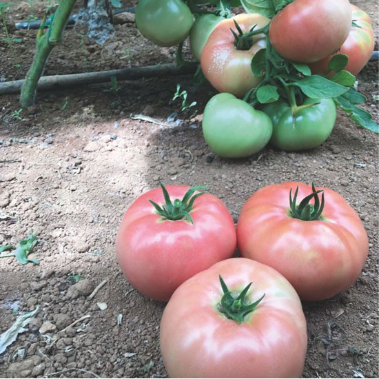  Pembe Sultan F1 Domates Fidesi