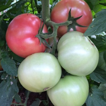  Pembe Sultan F1 Domates Fidesi