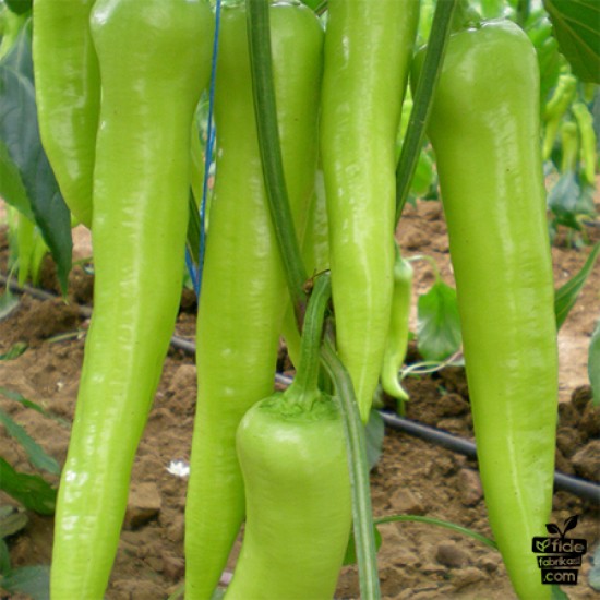 Abide F1 Çarliston Biber Fidesi