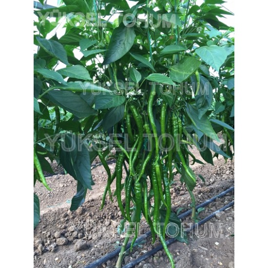 Akra F1 Sivri Biber Fidesi