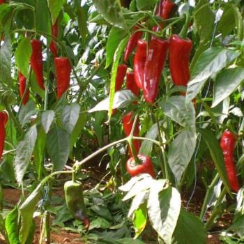 Albayrak F1 Kapya Biber Fidesi