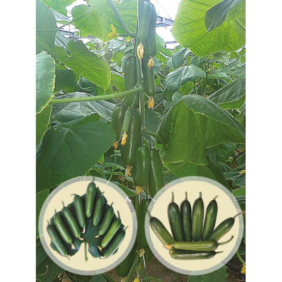 Almira F1 Badem Tipi Hıyar Fidesi