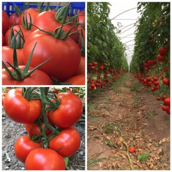 Ancha F1 Domates Fidesi