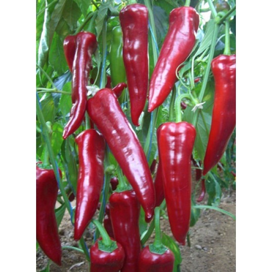 Arena F1 Kapya Biber Fidesi