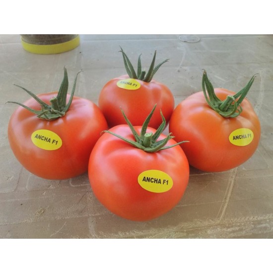 Aşılı Ancha F1 Domates Fidesi