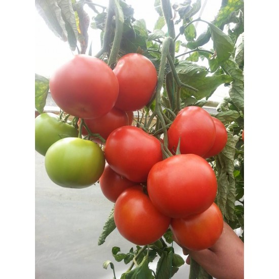 Aşılı Android F1 Domates Fidesi