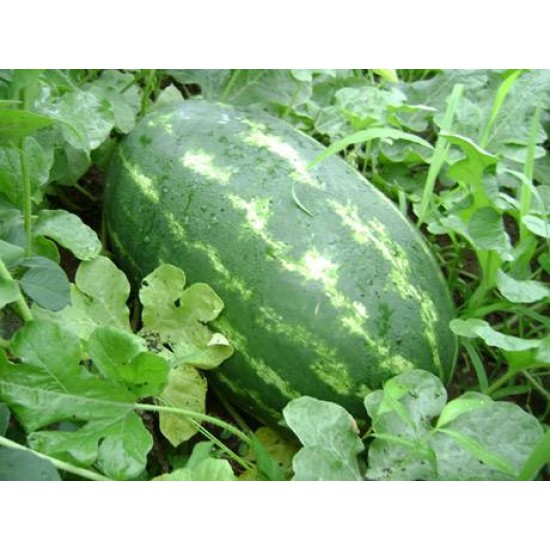 Aşılı Odipus F1 Karpuz Fidesi