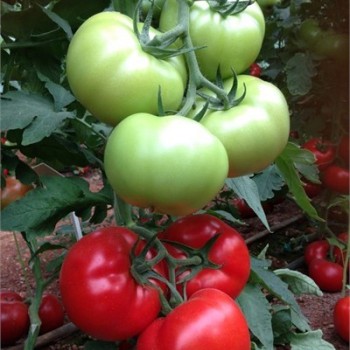 Aşılı Panda F1 Beef Domates Fidesi