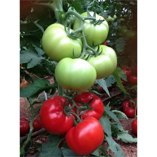 Aşılı Panda F1 Beef Domates Fidesi