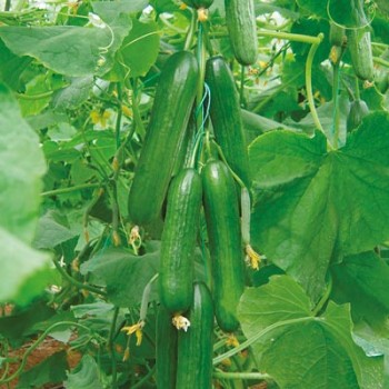 Aşılı Şampiyon F1 Hıyar Fidesi