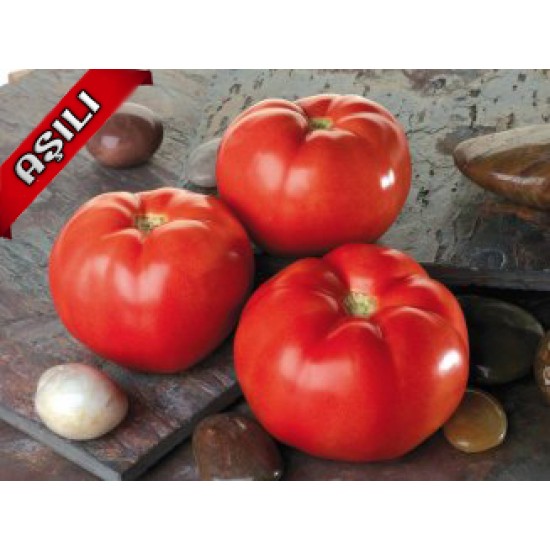 Aşılı Torry F1 Domates Fidesi