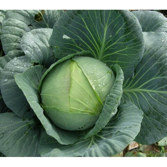 Atom F1 Beyaz Lahana Fidesi