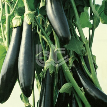 Aykara F1 Patlıcan Fidesi